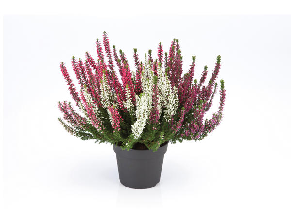 Tricolour Heather