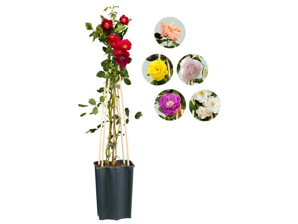 Klätterrosor