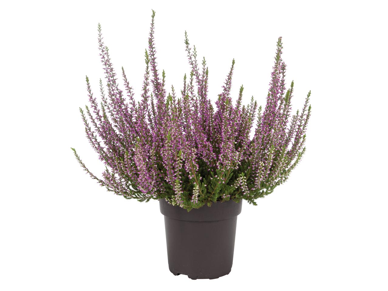 Calluna vulgaris