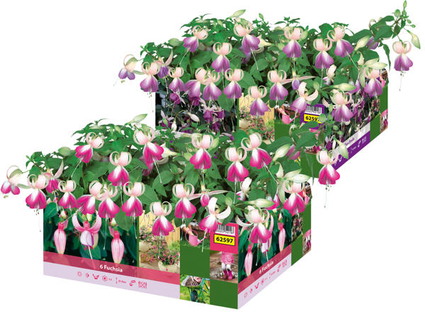 Fuchsien 6er Tray