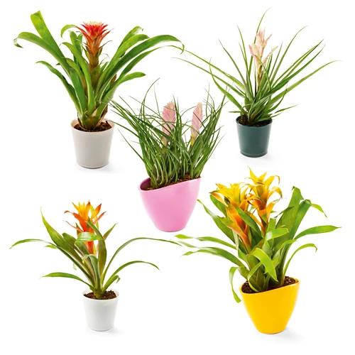 Pregiata bromelia