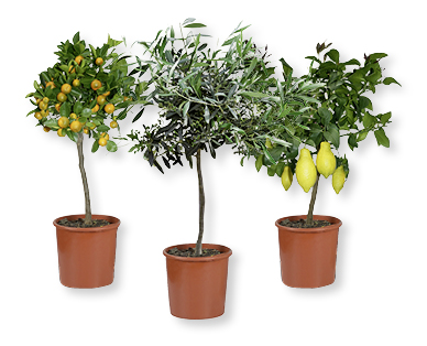 Mediterranes Stämmchen