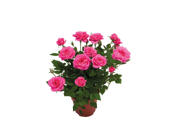 Mini Rose