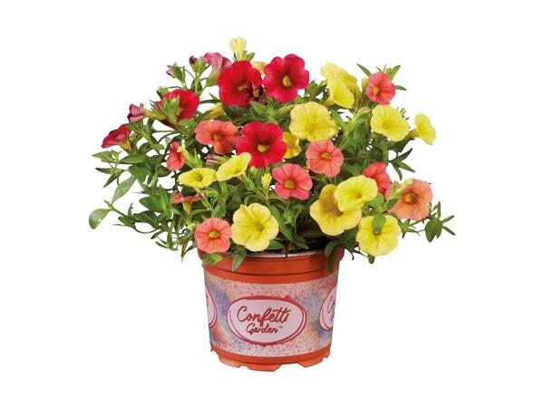 Mini petunia Confetti garden