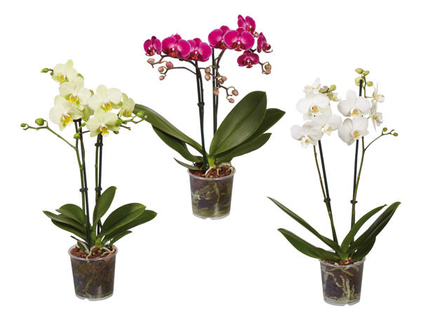 Phalaenopsis Midi