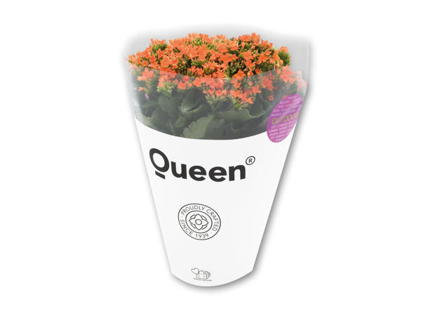 Stor Queen Outdoor Kalanchoë