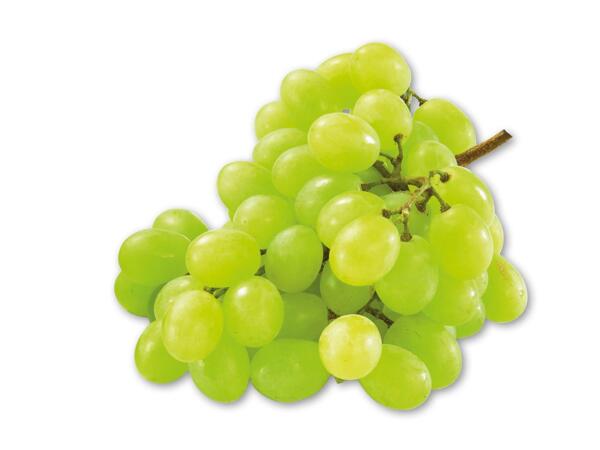 Grønne stenfri vindruer