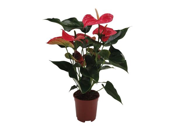 Anthurium Andreanum