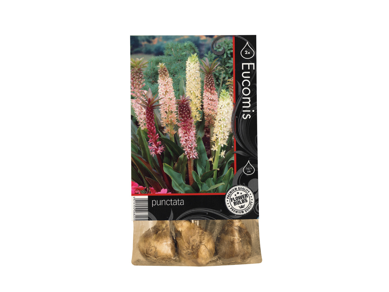 Autumn Bulbs 1