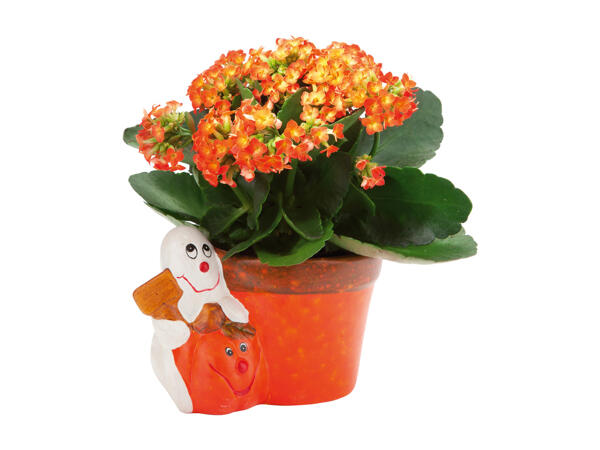 Kalanchoe in a Halloween Pot