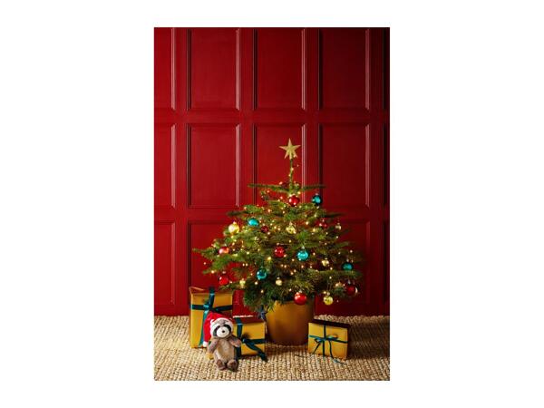 Pot Grown Christmas Tree