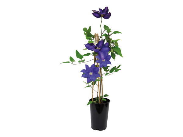 Assorted Clematis