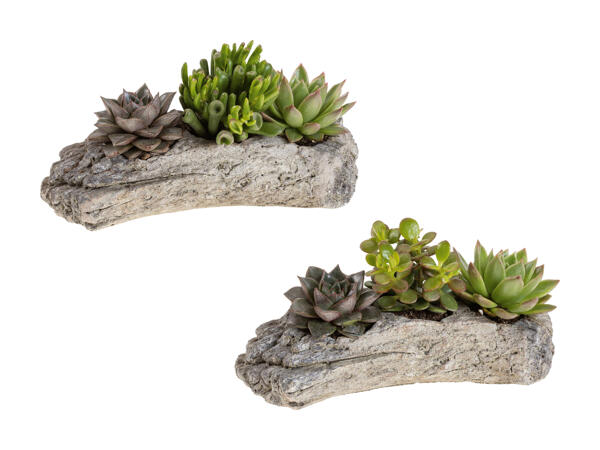 Succulentes "style bois"