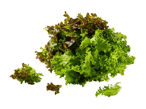 Multicolor Salat mit Wurzeln