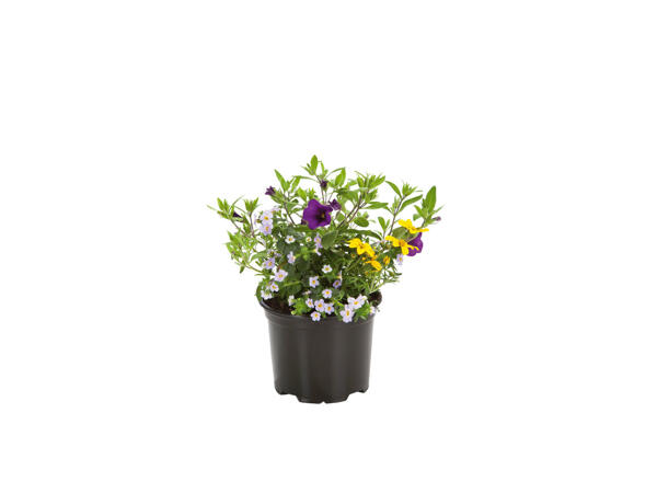 Trio de fleurs