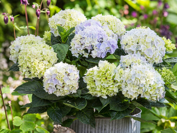 Havehortensia