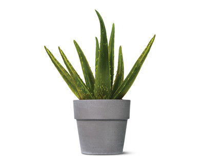 Aloe Vera Plant
