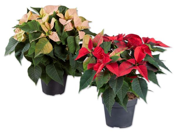 Weihnachtsstern