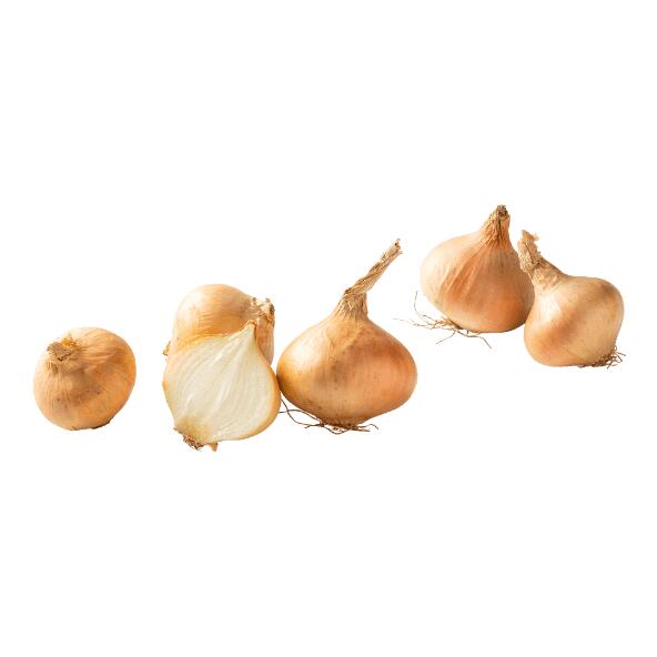Dikke uien
