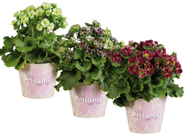 Primula Pricanto