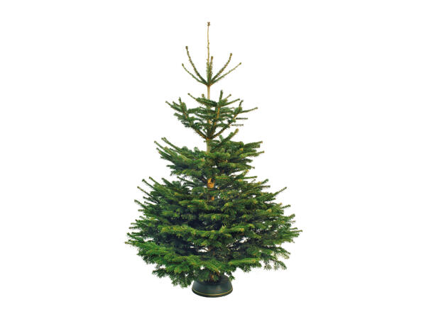 Large Non-Drop Fir Christmas Tree