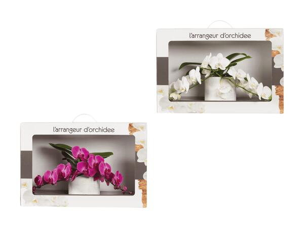 Phalaenopsis Arrangement in Geschenkverpackung