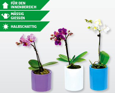 Mini-Phalaenopsis