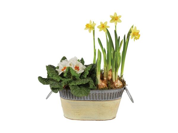 Spring Colour Planter
