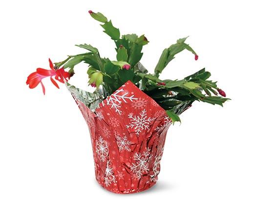 5" Christmas Cactus Assorted Colors