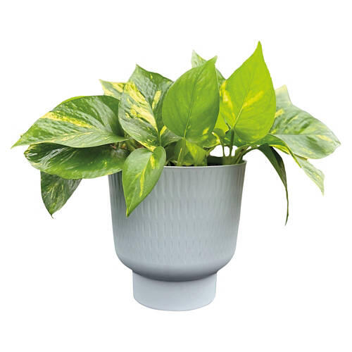 6" Self Watering Plant