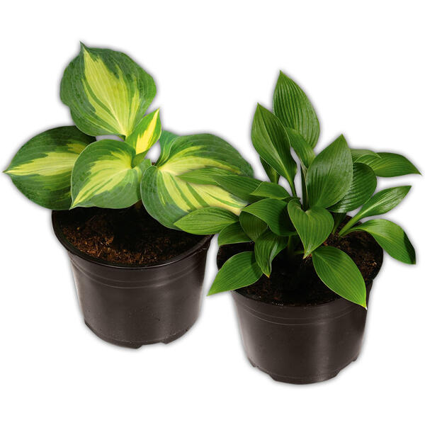 Funkie Hosta XL
