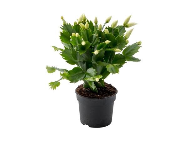 Schlumbergera