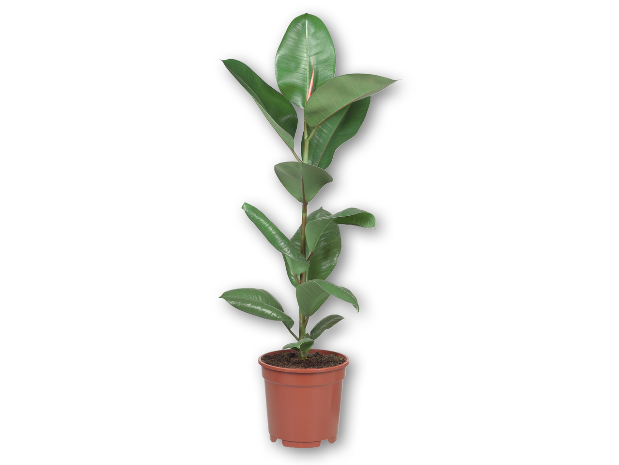 Grønne planter