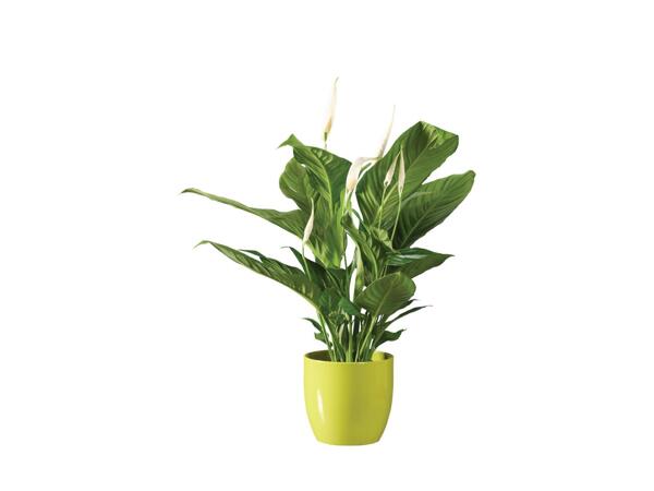 Peace Lily in Colour Pot