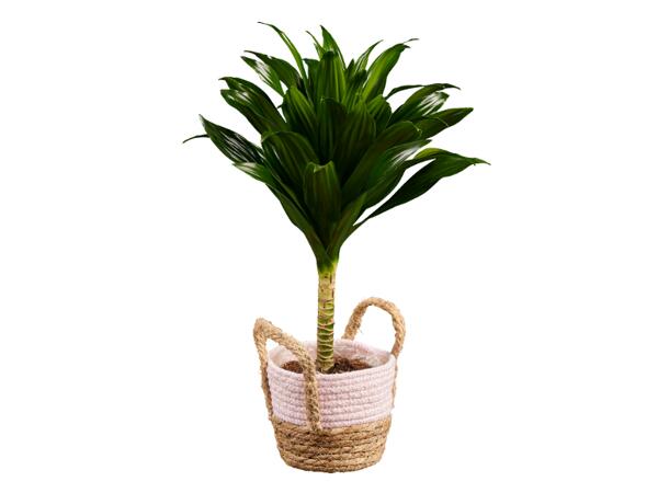 Green Plants