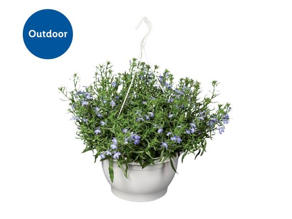 Hanging Basket
