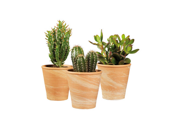 Cactus