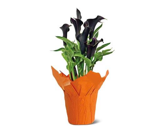 Halloween Calla Lily Assorted Colors