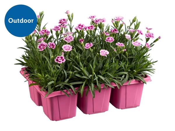 Dianthus Pink Kisses