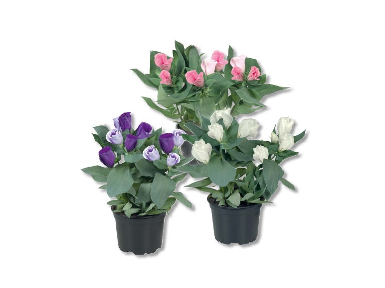 Eustoma, dès 27.8.