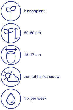Kerstboompje