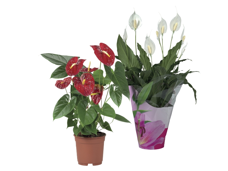 Large Flowering Plants