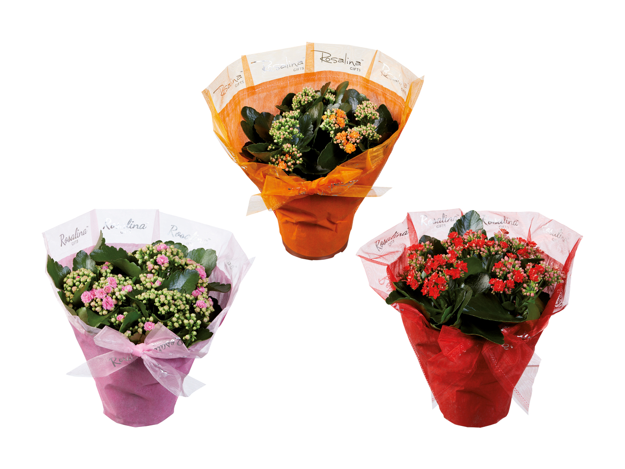 Kalanchoe Rosalina dans un emballage cadeau