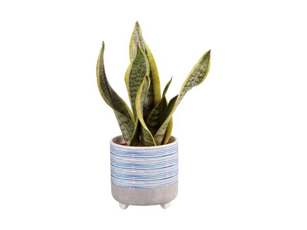 Plante i keramik