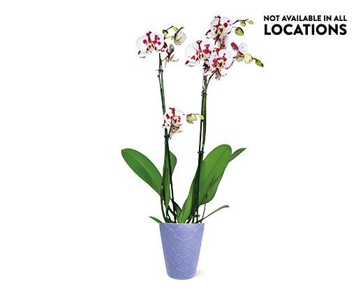 5" Easy Orchid Assorted Colors