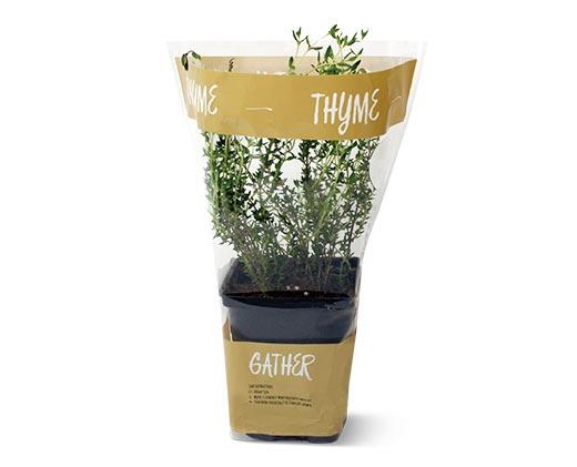 Potted Herbs Assortment