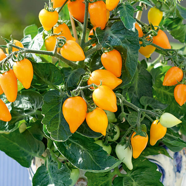 Tomaten Besonderheit / Riesengemüse