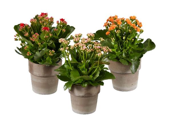 Kalanchoe