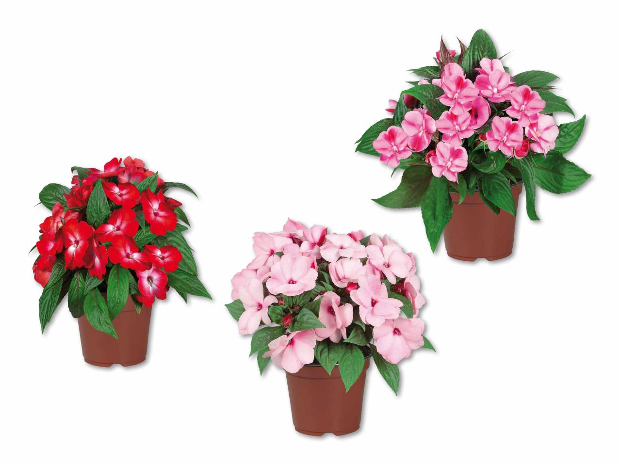 Impatiens
