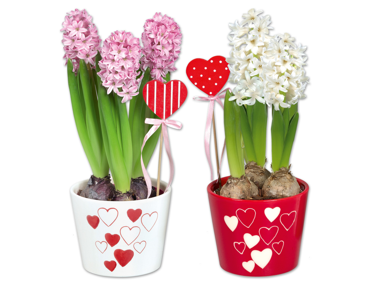 Hyazinthe „Valentin" mit Herzstecker in Keramik